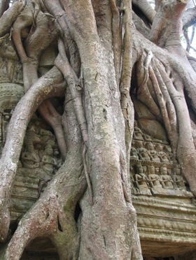 angkor-wat-trees.jpg