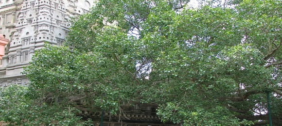 bodhi-tree-buddha.jpg