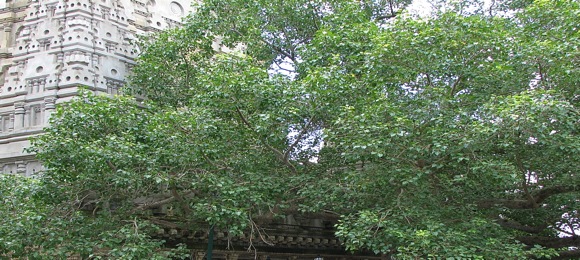bodhi-tree-mahabodhi.jpg