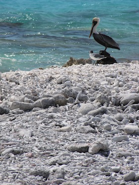 coral-beach-bonaire