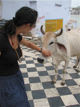 holy-cow-hinduism.jpg