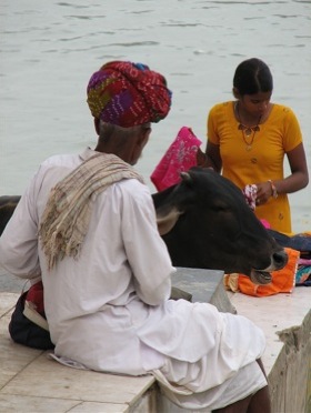 holy-cow-india.jpg