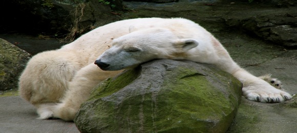 polar-bear-bronx-zoo.jpg