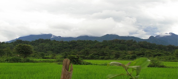 rice-paddies-laos.jpg