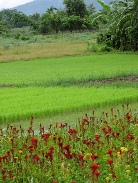 rice-paddies-thailand