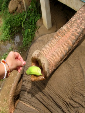 angela-dollar-feeding-elephants