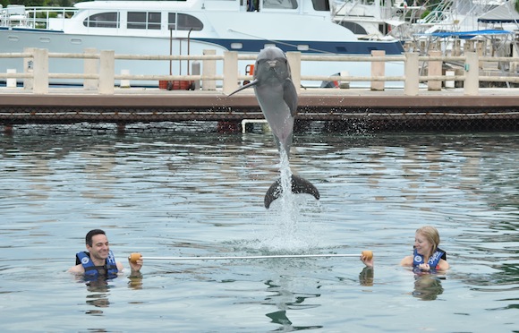 dolphin-tricks-mexico