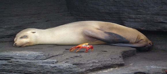 galapago-islands-seals.jpg