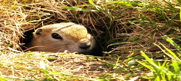 groundhog-sees-shadow.jpg