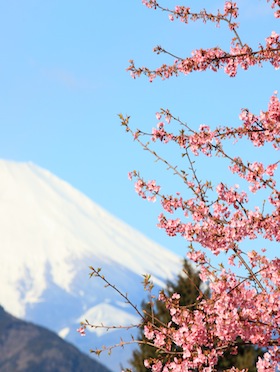 mt-fuji-sakura