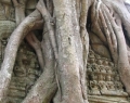 angkor-wat-trees.jpg