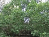 bodhi-tree-mahabodhi.jpg