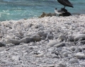 coral-beach-bonaire