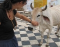 holy-cow-hinduism.jpg