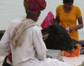 holy-cow-india.jpg