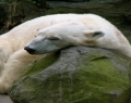 polar-bear-bronx-zoo