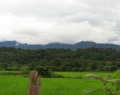 rice-paddies-laos