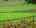 rice-paddies-thailand