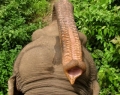 riding-elephants-thailand