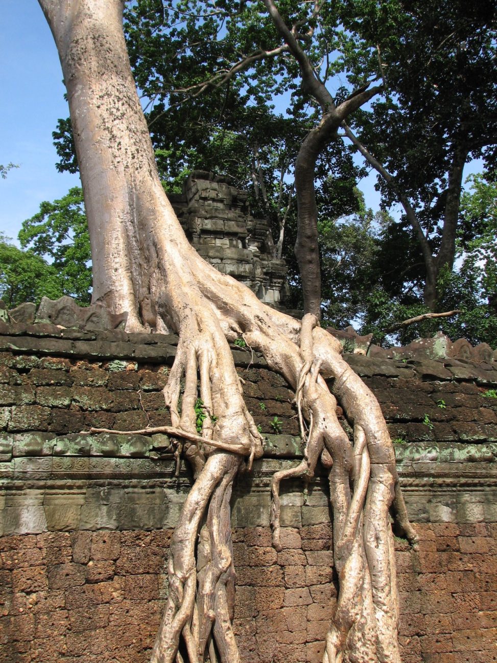 angkor wat trees