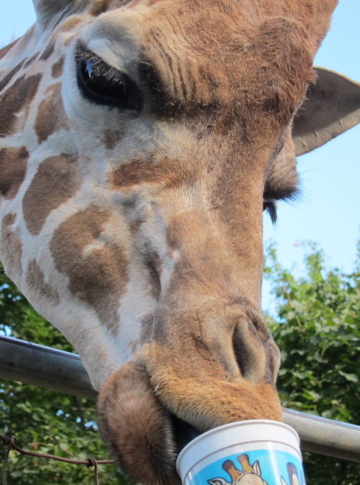 feeding giraffes