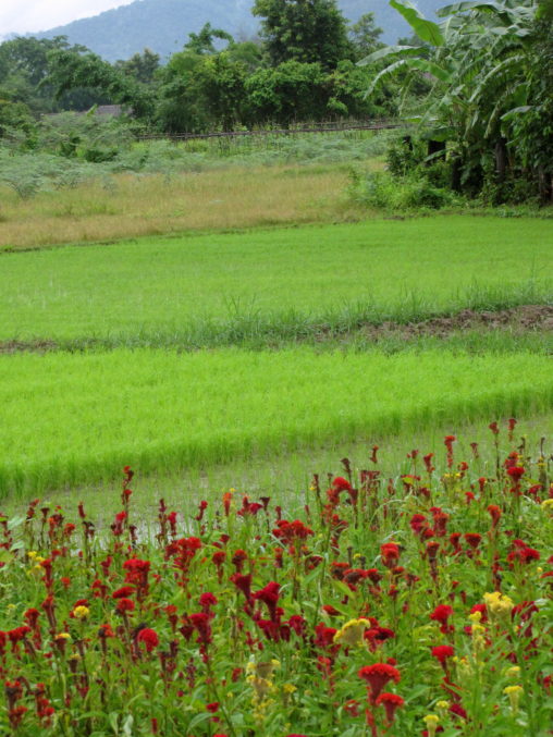 rice paddies chiang mai