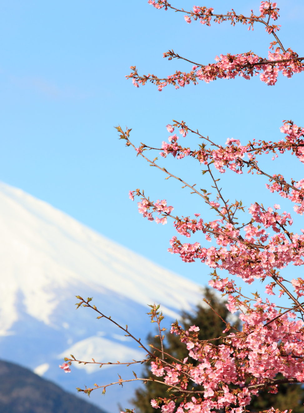 mt fuji sakura