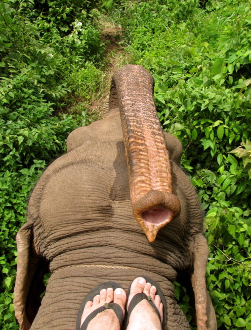 riding elephants thailand