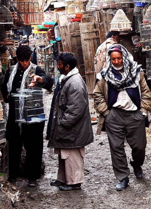 kabul afghanistan bird market